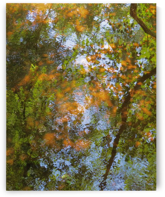 The Mill Pond in Autumn  by Jodi DiLiberto 