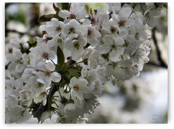 Blackberry Blossoms  by Jodi DiLiberto 