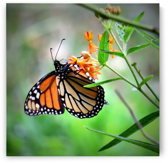 Dining on Milkweed  by Jodi DiLiberto 