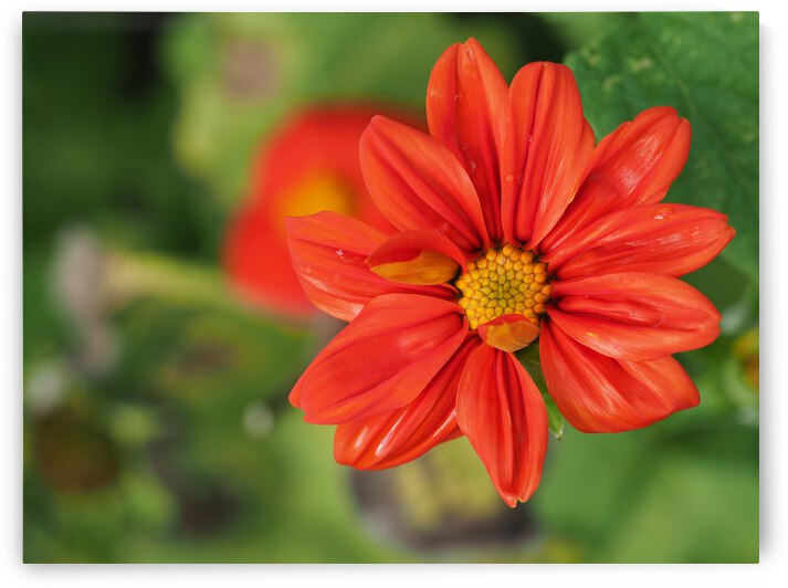 Red Dahlia by Suzanne Bonin