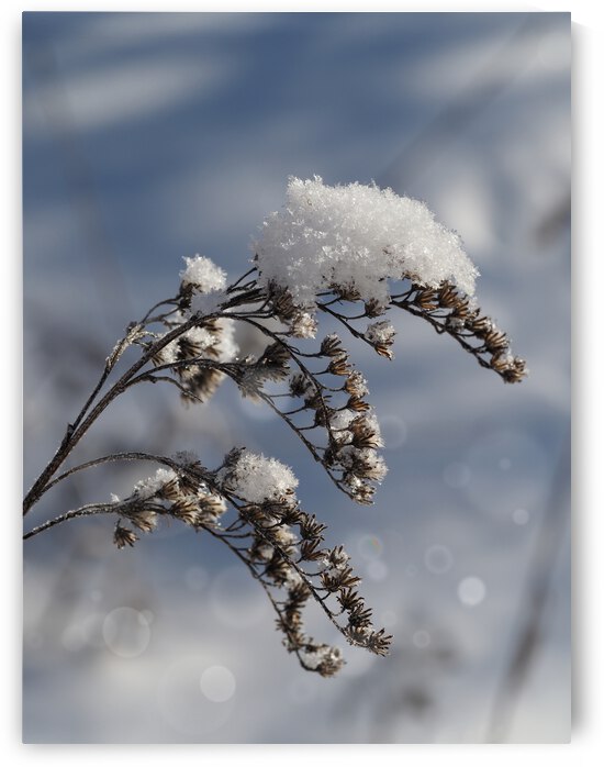 Frosted Twig by Suzanne Bonin