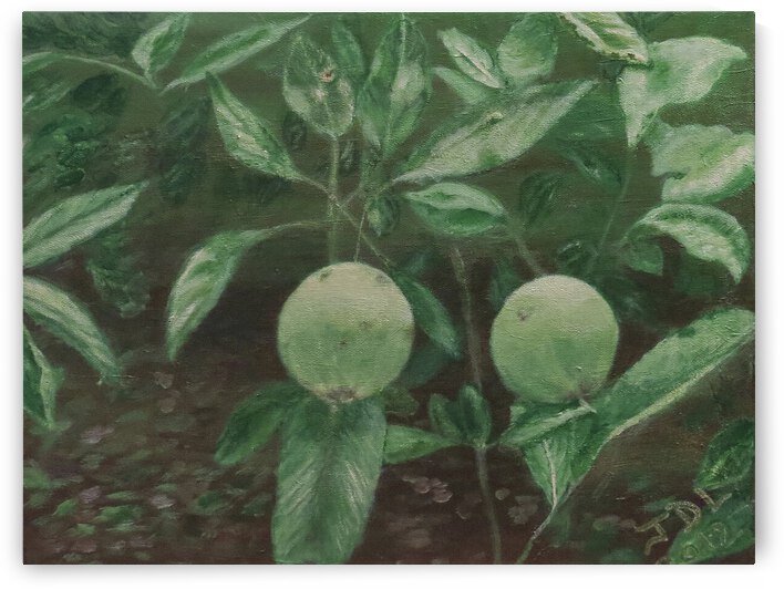 Apples by Jodi DiLiberto 