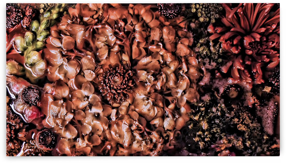 Thawed by Barbara Linkevitch