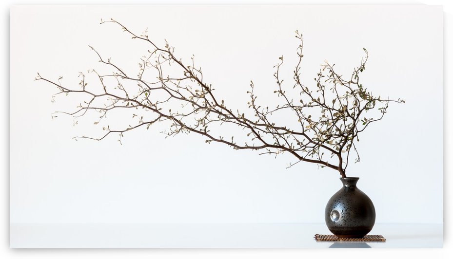 Vase And Branch by 1x