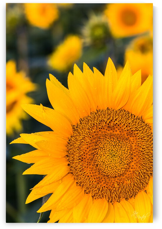 Sunflower by Joe Montiel