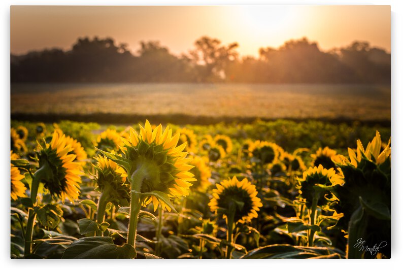 Sunflower Sunrise by Joe Montiel