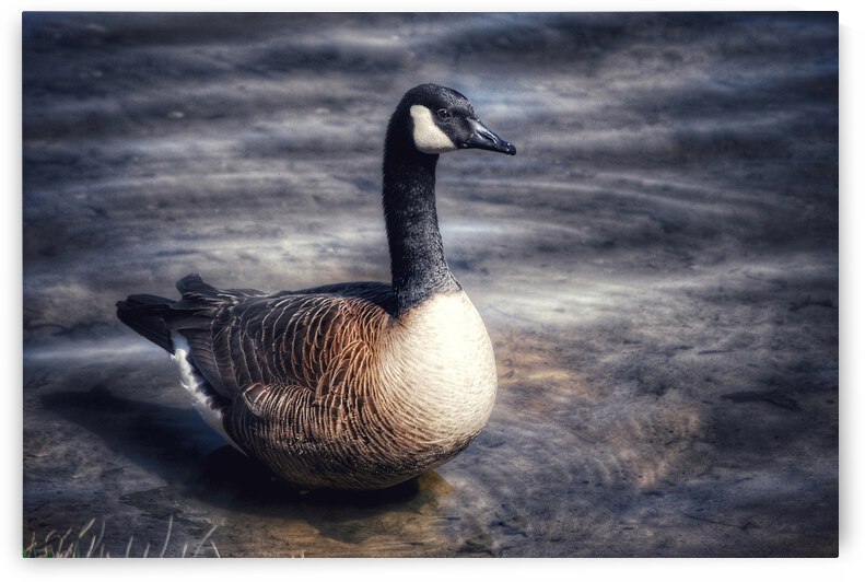 Canada Goose  by Light Through Glass