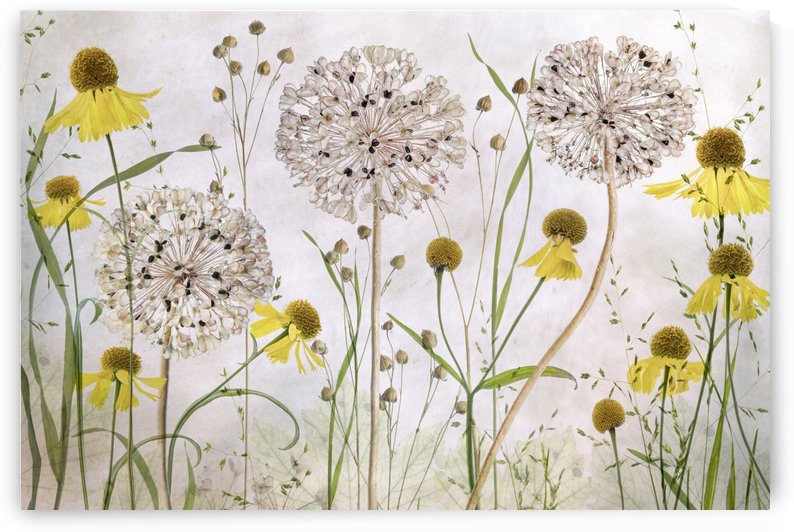 Alliums and heleniums by 1x