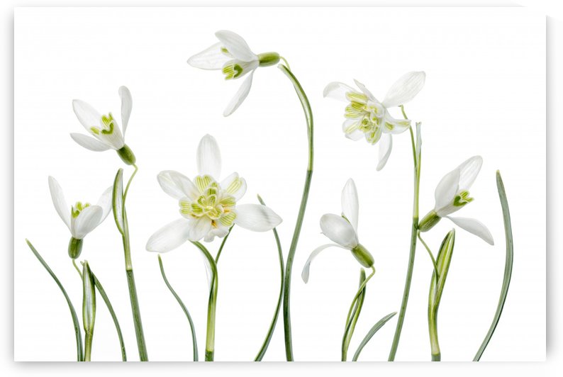 Spring Snowdrops by 1x