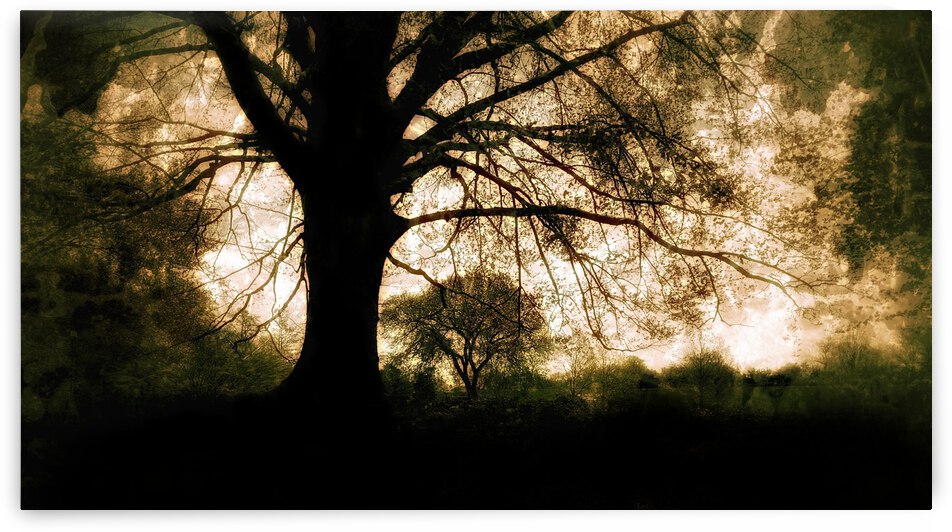 Oak Tree by Light Through Glass