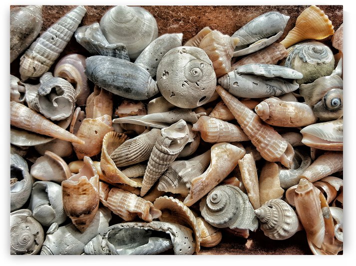 Seashells  by Light Through Glass