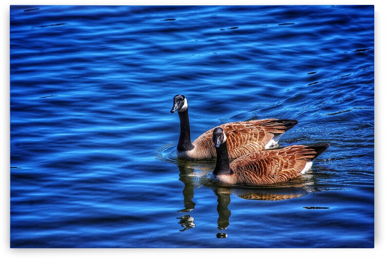 Canada  Geese  by Light Through Glass