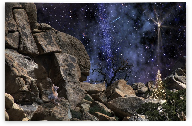 Coyote Christmas by Barbara Linkevitch