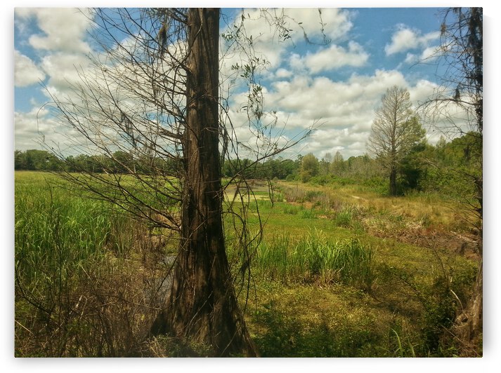 Tree in Field by Light Through Glass