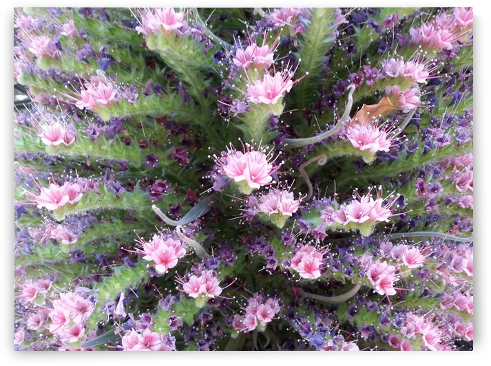 Flowers have Pistals by Light Through Glass