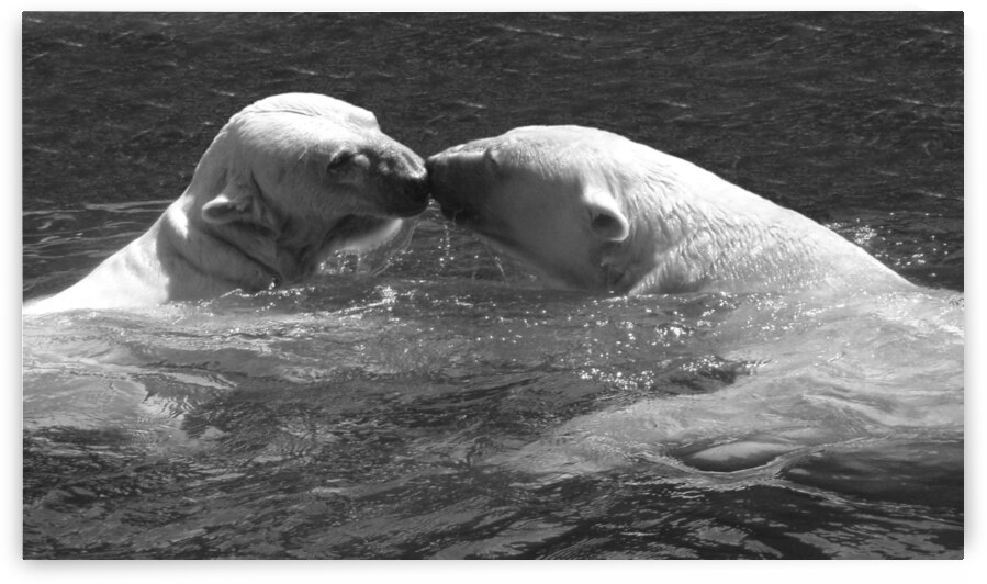 BW Kiss Me Polar Bears - Off the Barrier Island Alaska by 360 Studios