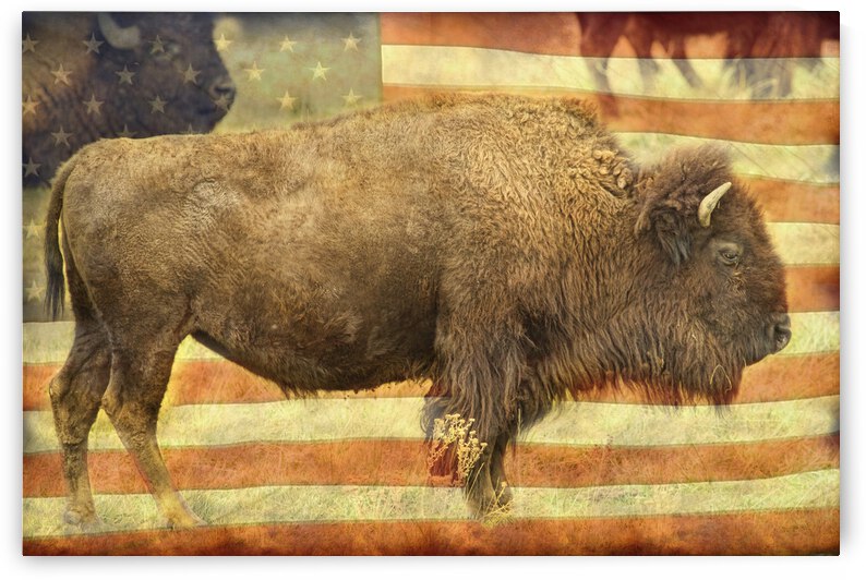 American Buffalo by Bo Insogna