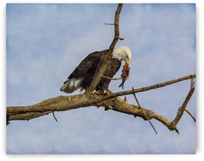 fish anyone by Bo Insogna