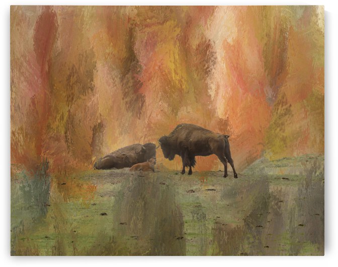 Young Buffalo by Bo Insogna