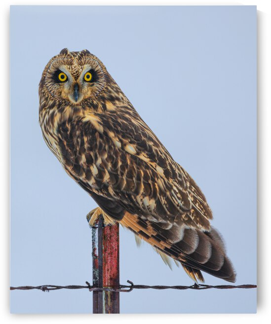 Short-eared owl  by Joe Riederer