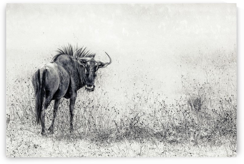 the endless grass-fields by 1x