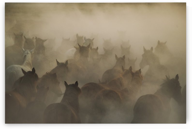 in dust by 1x