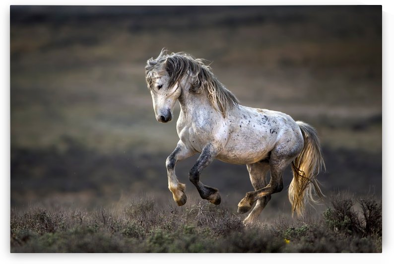 Wild Wild West by 1x