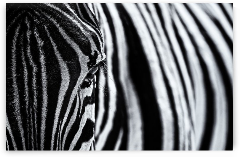 The look of nature by 1x