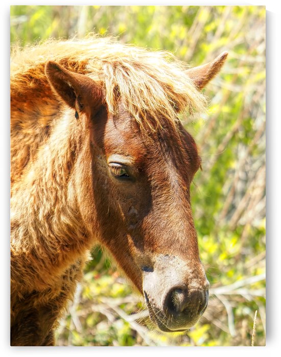Assateague Pony Wyld Wynds Colt by Bill Swartwout Photography