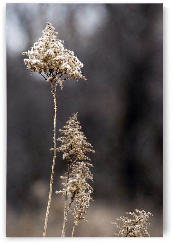 000013 by Grayton Media