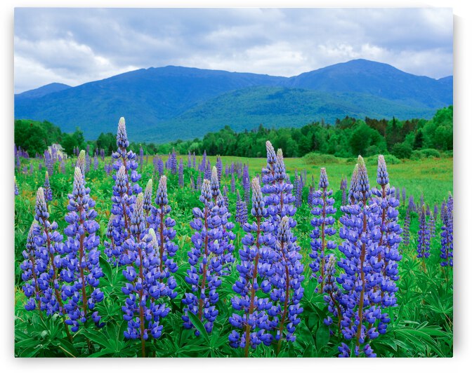 Lupines by Holly Heath