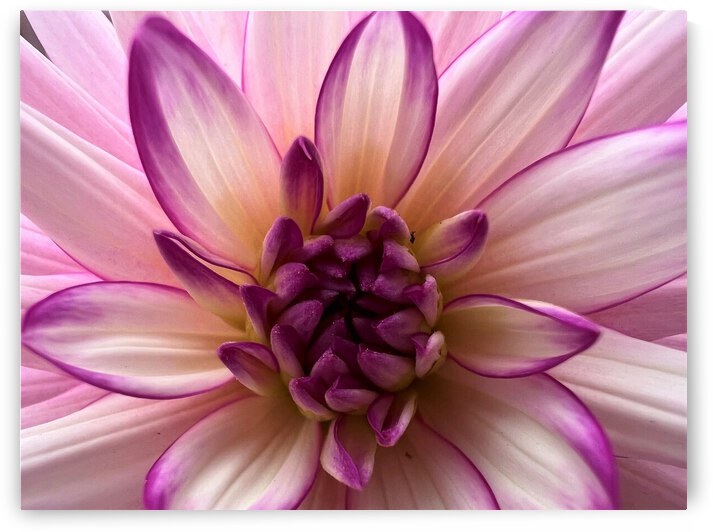 Dahlia Delight by Monte Malenke
