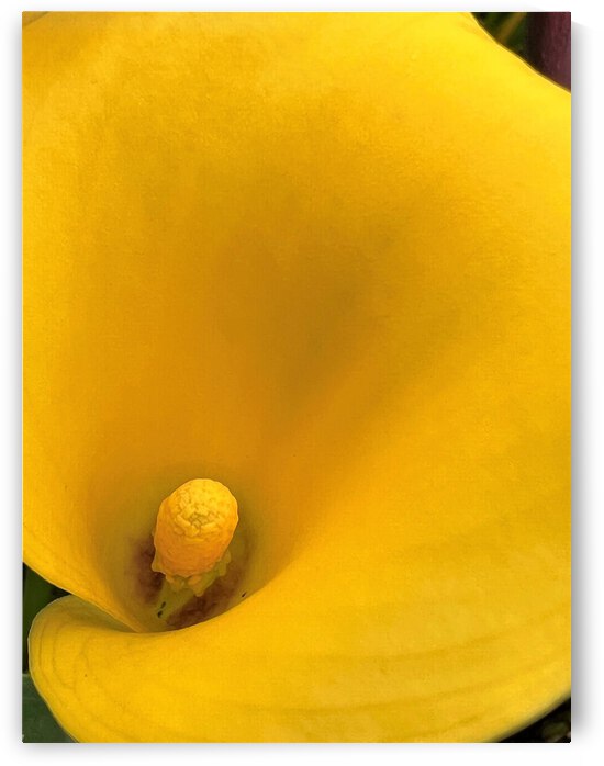 Yellow Lilly by Monte Malenke