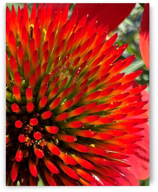 Electric Red Coneflower by Monte Malenke