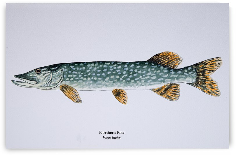 Northern Pike Painting by Stephen Emms