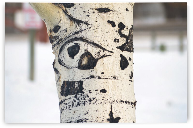 Eye of the tree by earthdawg