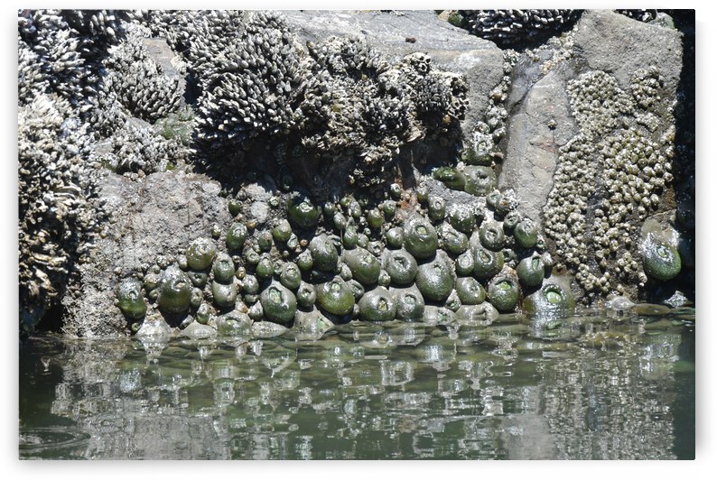 Sea Creatures by earthdawg