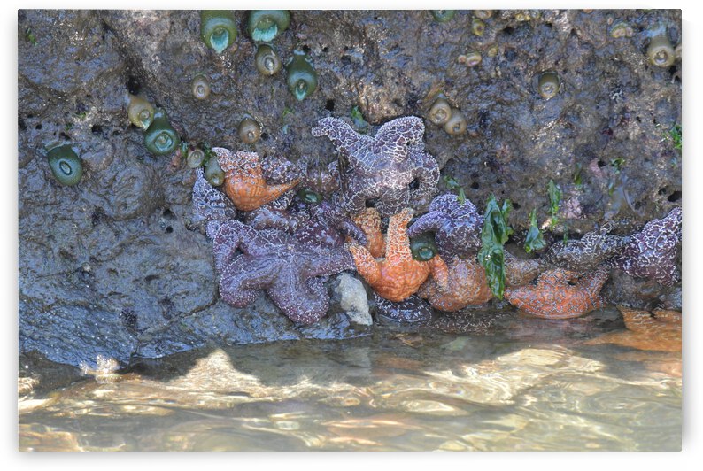 Starfish by earthdawg