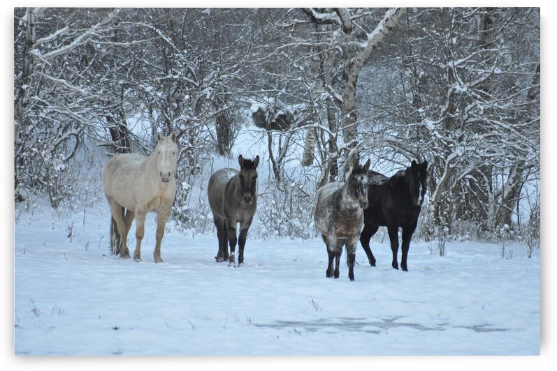 Horses in Snow by earthdawg