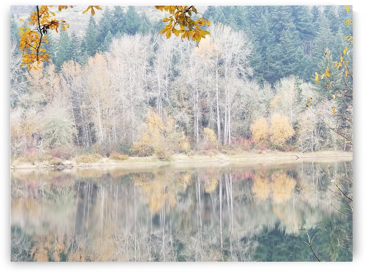 Fall Trees by earthdawg