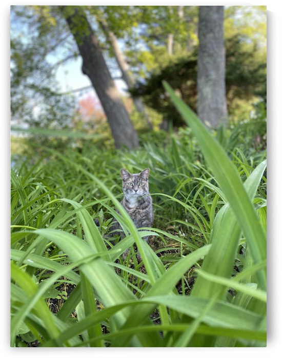 Cat in Grass by Squil