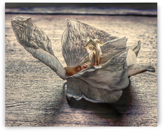 Dying 3 by Barbara Linkevitch