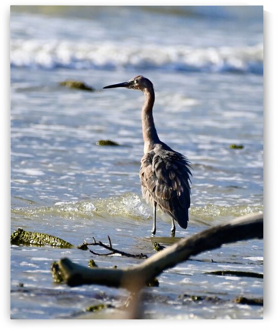 Juvenile Reddish Egret by Rachel Lombardo