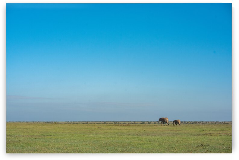 Elephants in a Meadow 2 - Ol Pejeta Conservancy Kenya by Two Dusty Travelers