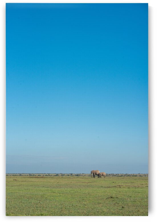 Elephants in a Meadow - Ol Pejeta Community Trust Kenya by Two Dusty Travelers