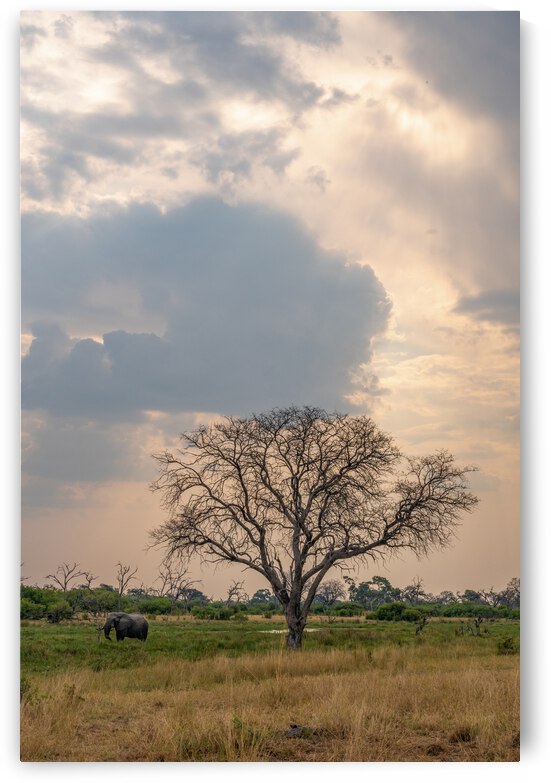 Elephants Snacking - Khwai Community Trust Botswana by Two Dusty Travelers