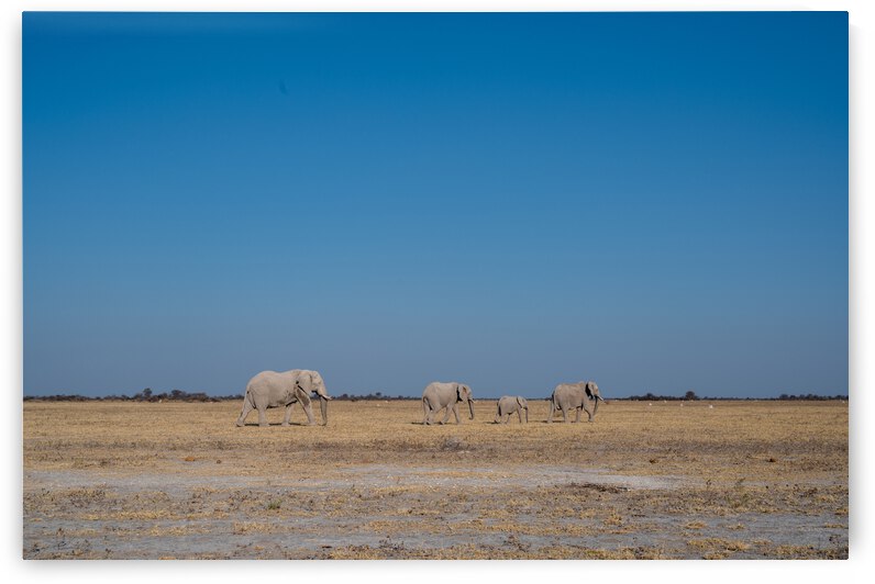 Elephant Journey - Nxai Pan National Park Botswana by Two Dusty Travelers