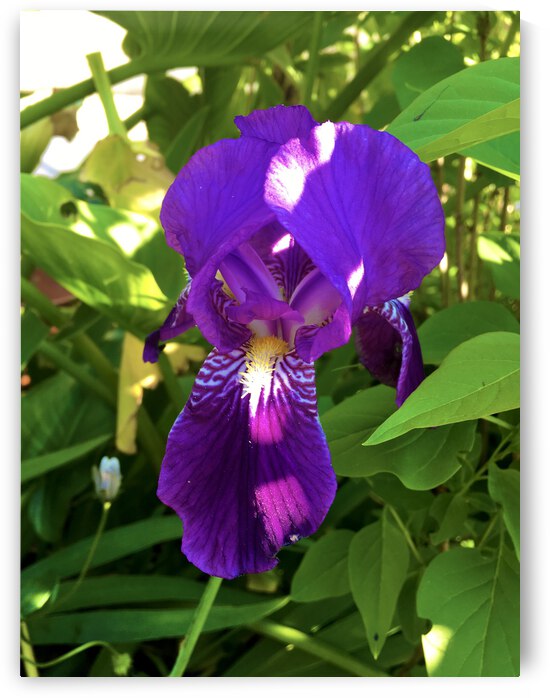 Iris by  Alix Forestier