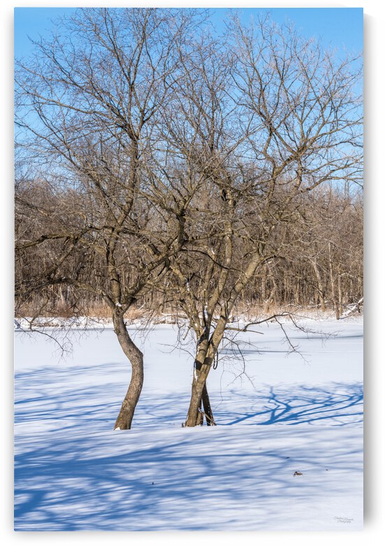 Crooked Winter Trees Springfield by Jennifer White