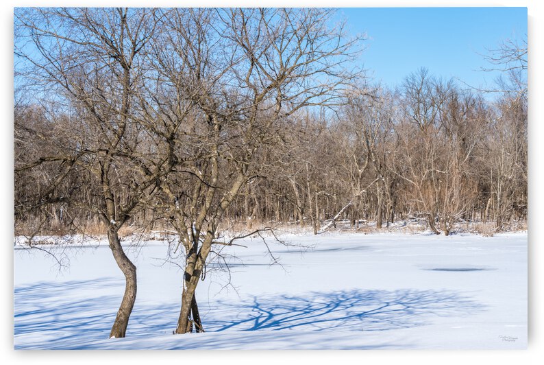 Springfield Crooked Winter Trees by Jennifer White
